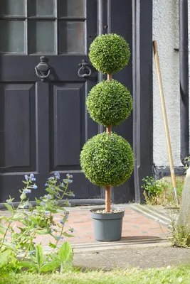 Trio Topiary Tree 150cm - image 2