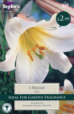 Trumpet Lily Regale 20-22