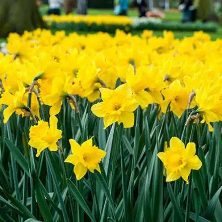 Trumpet Yellow 5Kg