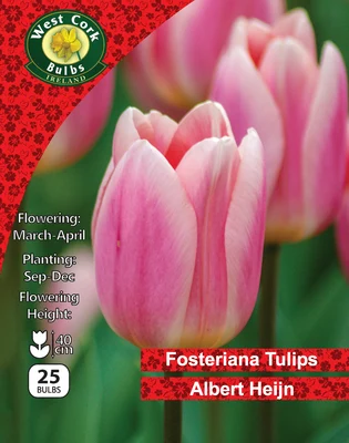 Tulip 'Albert Heijn'® 25 bulbs net 10/11