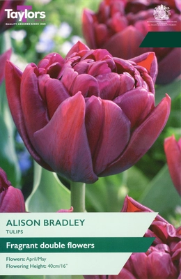 Tulip Alison Bradley TP 11-12cm