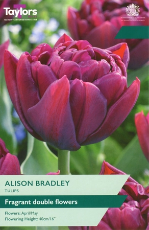 Tulip Alison Bradley TP 11-12cm