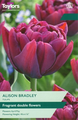 Tulip Alison Bradley TP 11-12cm