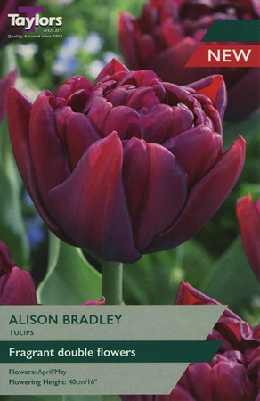 Tulip Alison Bradley TP 11-12cm