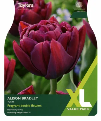 Tulip Alison Bradley XL