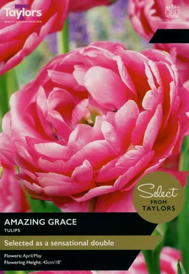 Tulip Amazing Grace 11-12 Se