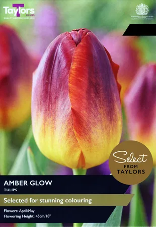 Tulip Amber Glow SE