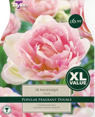 Tulip Angelique 10-11