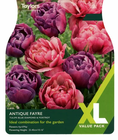 Tulip Antique Fayre XL
