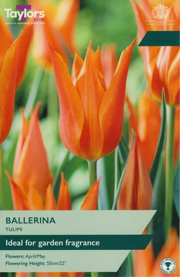 Tulip Ballerina 11-12