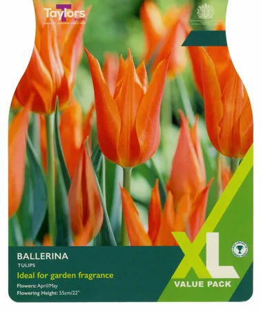 Tulip Ballerina Xl