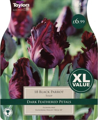Tulip Black Parrot 10-11