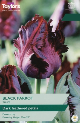 Tulip Black Parrot 11-12