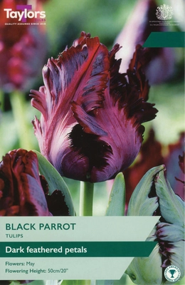 Tulip Black Parrot 11-12