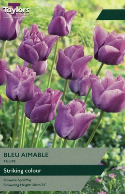 Tulip Bleu Aimable TP 11-12cm