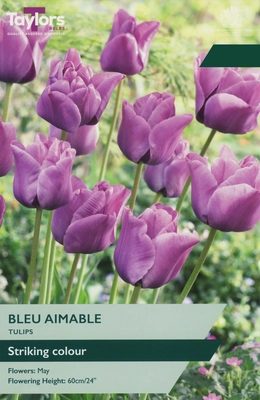 Tulip Bleu Aimable TP 11-12cm