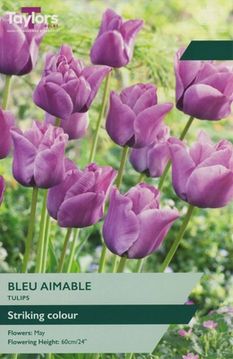 Tulip Bleu Aimable TP 11-12cm