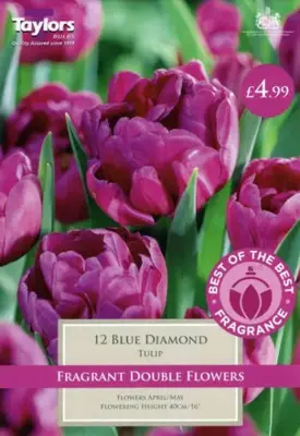 Tulip Blue Diamond 11-12 Bob