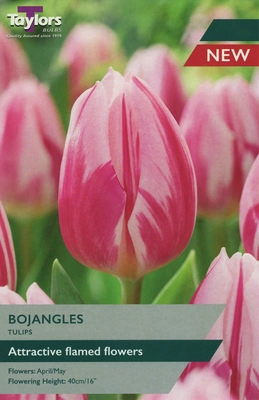 Tulip Bojangles TP 11-12cm