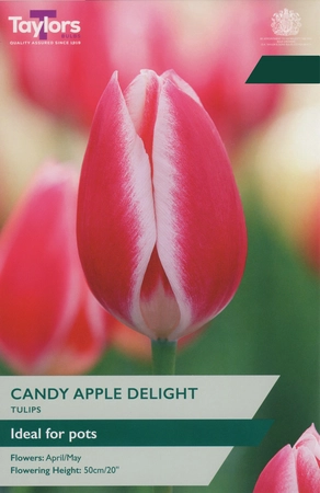 Tulip Candy Apple Delight 11-12