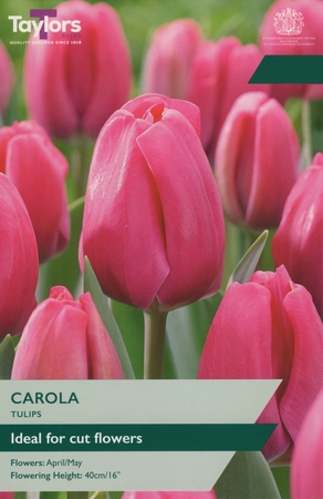 Tulip Carola TP