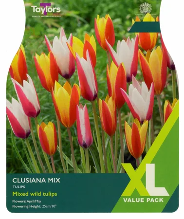 Tulip Clusiana Mix 6-8 Xl