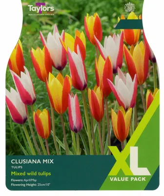 Tulip Clusiana Mix 6-8 Xl