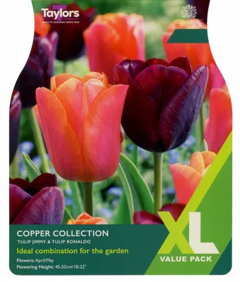 Tulip Copper Collection 10-11 Xl