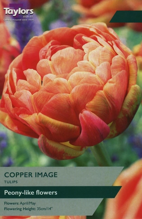 Tulip Copper Image TP 11-12cm