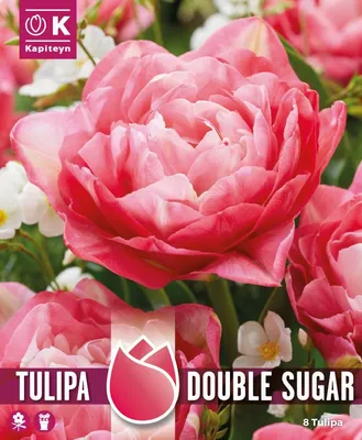 Tulip Double Sugar - Scented Peonyflowering Tulip