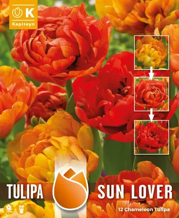 Tulip Double Sunlover - Chameleon Tulip