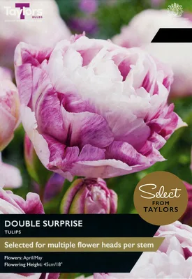 Tulip Double Surprise SE