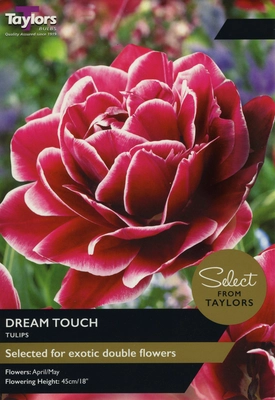 Tulip Dream Touch  SE 11-12cm