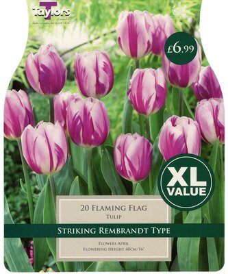 Tulip Flaming Flag 10-11