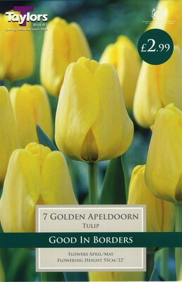 Tulip Golden Apeldoorn 11-12
