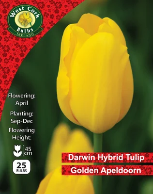 Tulip Golden Apeldoorn 25 bulbs