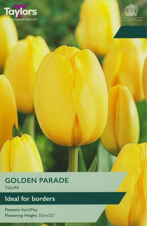 Tulip Golden Parade 11-12 P/P