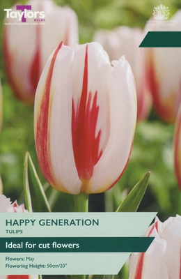 Tulip Happy Generation 11-12 P/P
