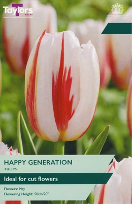 Tulip Happy Generation 11-12 P/P