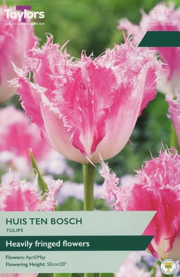 Tulip Huis Ten Bosch TP