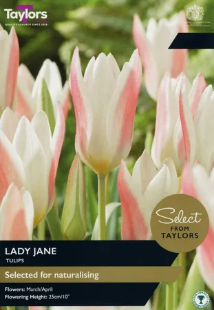 Tulip Lady Jane Sel