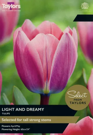 Tulip Light And Dreamy 12+ Se