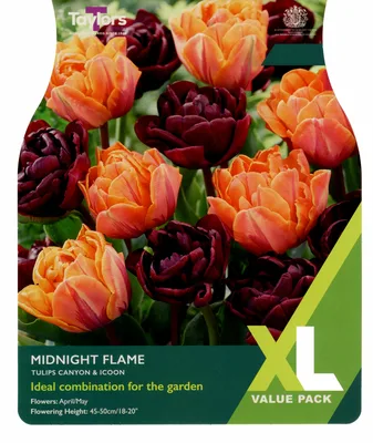 Tulip Midnight Flame XL