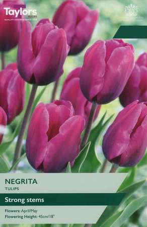 Tulip Negrita TP