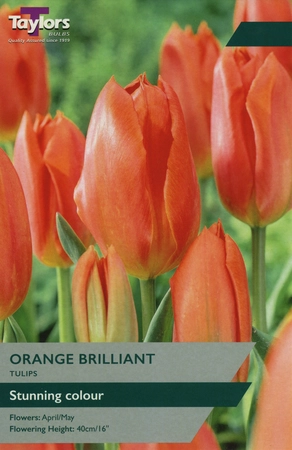 Tulip Orange Brilliant TP 10-11cm