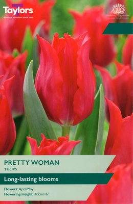 Tulip Pretty Woman TP 11-12cm
