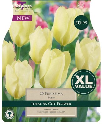 Tulip Purissima 10-11