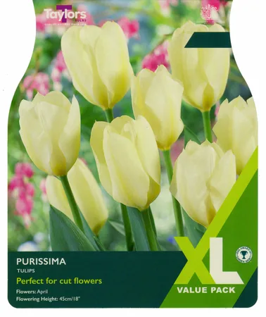 Tulip Purissima 10-11
