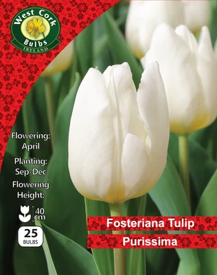 Tulip Purissima 25 Bulbs