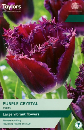 Tulip Purple Crystal 11-12 P/P